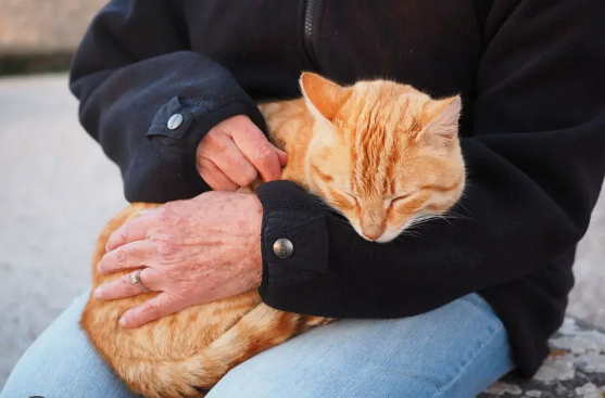 Do Cats Have Healing Powers?.Learn the 5 key Points to Unlock your Cat’s Amazing Abilities