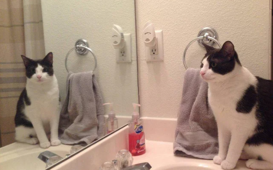 alt="Why Your Cat Follows You to the Bathroom