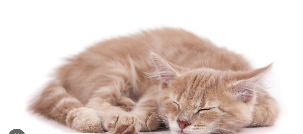 What Does It Mean When a Cat Curls Up Next to You?Discover the 7 Critical Factors to Reveal your Cats Behaviour!