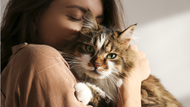 Do Cats Know We Love Them?Discover the 5 Critical Factors to Understand Your Cat.