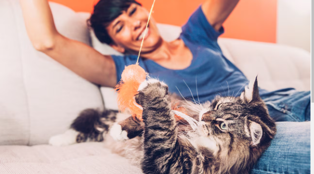 Can Cats Feel Your Energy?Learn the 4 Intriguing Ways to be Aware of Their Behaviour.
