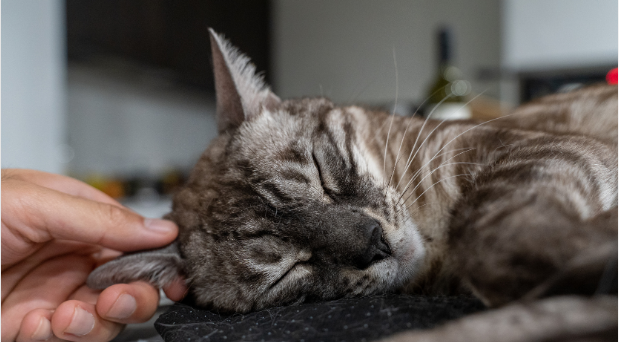 alt="Do Cats Like To Be Petted While Sleeping"