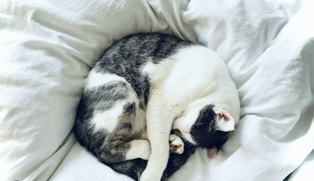 Where Should Cats Sleep at Night for Comfort and Safety? Discover the 5 Critical Points to help them Enjoy Relaxed Sleep!