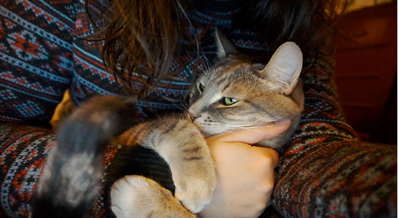 What Does It Mean When My Cat Puts Her Paw on My Arm? Learn the Truth of this Mysterious Behaviour