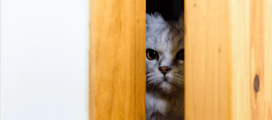 alt=" Why Do Cats Hate Closed Doors"