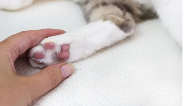alt="Do Cats Like It When You Touch Their Paws"