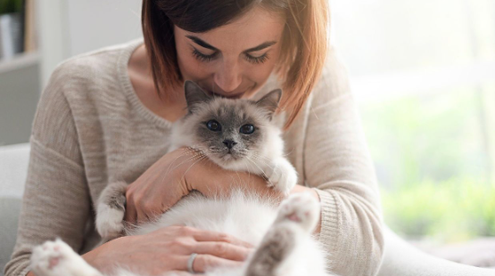 What Words Do Cats Understand? Learn the 7 Intriguing and Mysterious Facts