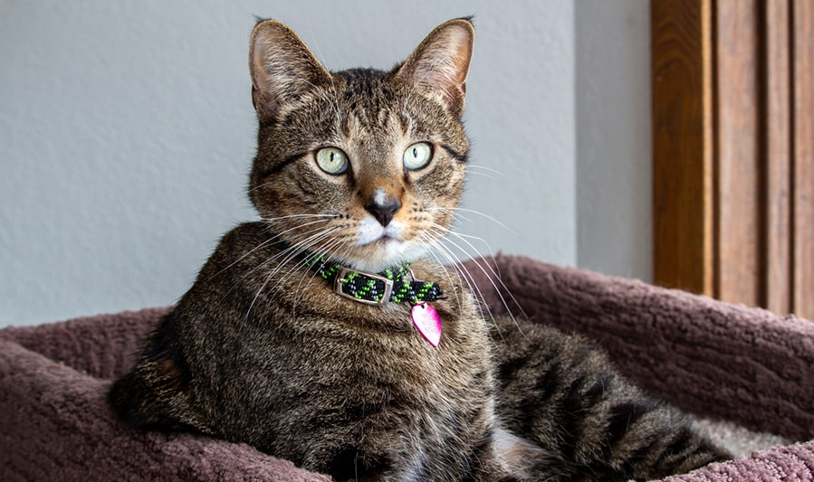 The Most Common Breed of Cat?: A Spotlight on a Intriguing and Fascinating Cat