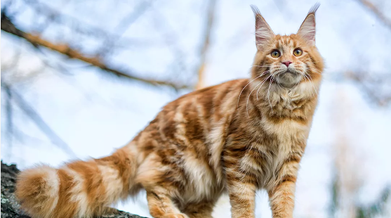 Best Cat Breed To Own