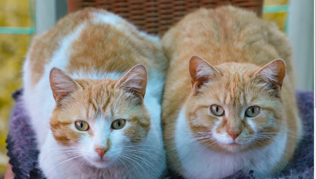 Male or Female Cats Nicer: The Battle of the Sexes-Appreciating the Charm of Both Genders