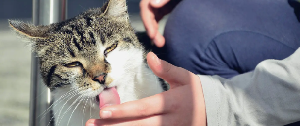 The Pros and Cons of Letting Your Cat Lick You
