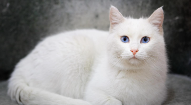 Truth About White Kittens and Deafness