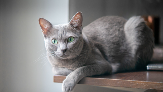 What Are Grey Cats Called? Unlocking the Secrets of Their Enchanting Names