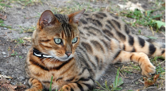The Most Intelligent Cat Breeds?: 3 Brainy Felines Unveiled