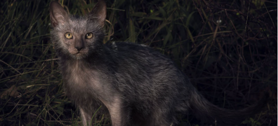 Exploring the Enchanting World of Wolf Cats