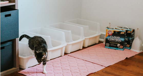 Multiple Litter Boxes for Multiple Cats: Understand the Pros and Cons