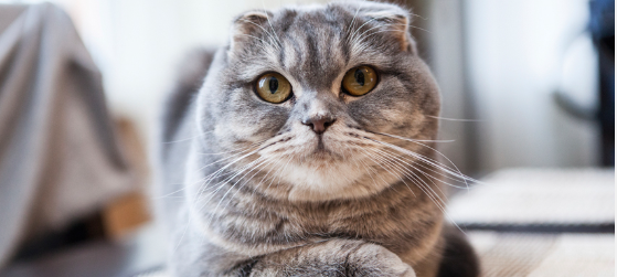 The Cutest Cat Name: A Matter of Opinion on a Fascinating Trend