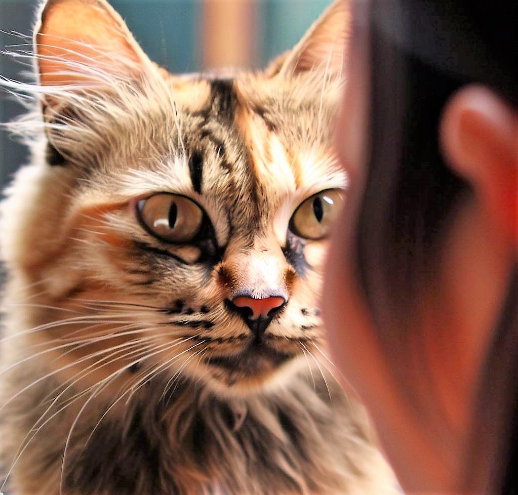 alt="How Cats See and Perceive Humans"