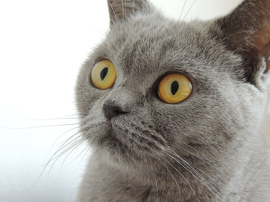 Why Your Cat Stares at You: Understand the Research Behind this Amazing and Astonishing Behaviour