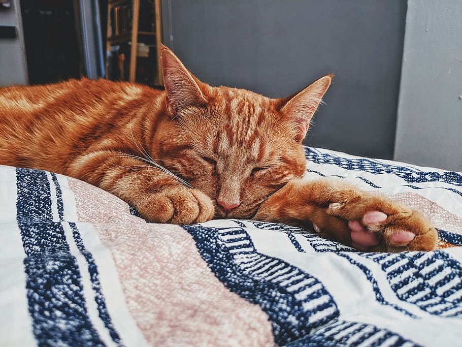 What Are Orange Cats Called? Discovering Unique Names for Your Ginger Feline Friend