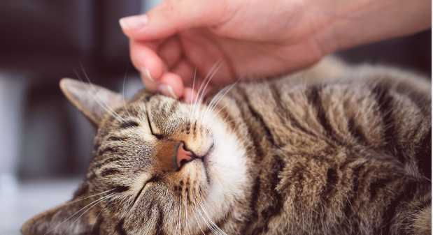 Do Cats Like to Be Petted While Sleeping?:Know The 5 Factors behind this Mystery