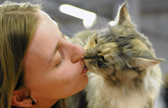 How Do I Tell My Cat I Love Him? Know the Signs and to be Aware of them.