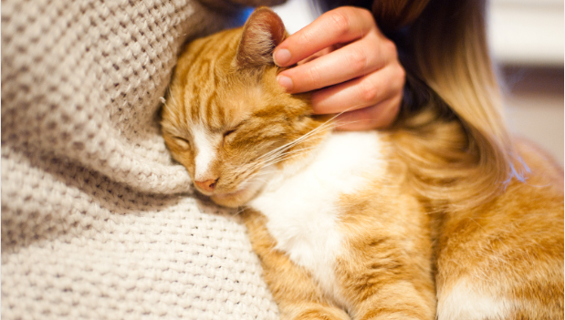 Why Do Cats Close Their Eyes When You Talk to Them? Discover the 10 Little Known Signs!