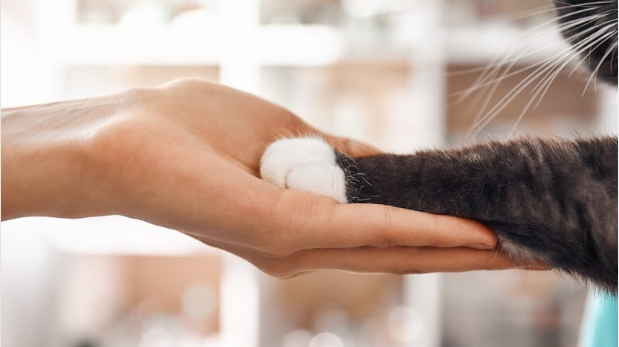 Do Cats Like It When You Touch Their Paws?Learn the 5 Critical Signs to Know their Behaviour