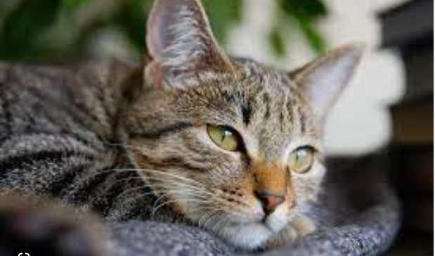 Does My Cat Get Sad When I Leave?Know the 5 Critical and Important Signs to Help Your Cat