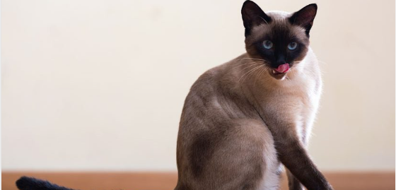 Best Cat Breeds to Own