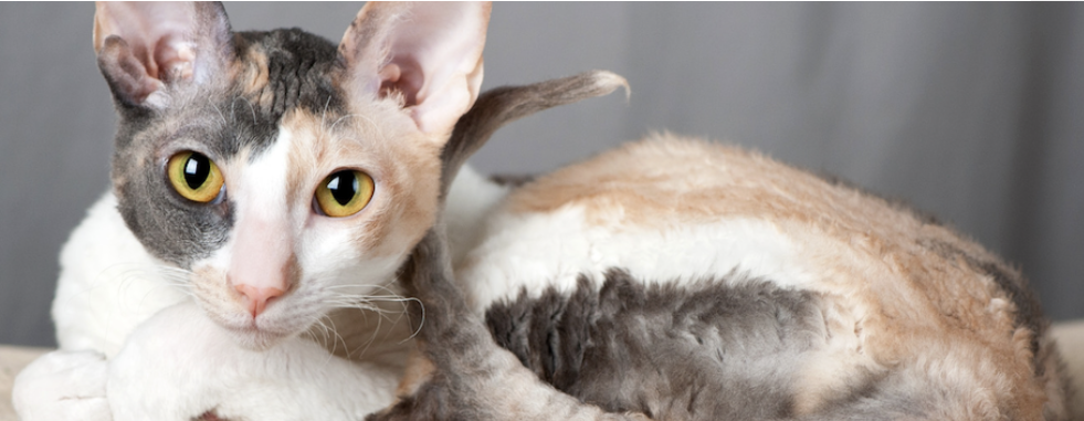 Fur-Free Feline Friends: 5 Low-Shedding Cat Breeds for a Tidy Home
