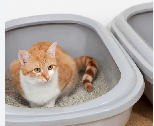 Multiple Litter Boxes for Multiple Cats