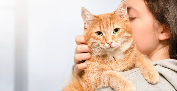 Can Cats Sense Something Wrong? Uncovering Their Mysterious and Amazing Sixth Sense!