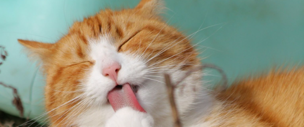 The Truth About Orange Cat Gender: Exploring the Genetics and Exceptions of Feline Fur Colour