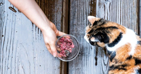 What Can I Feed My Cat Instead of Cat Food