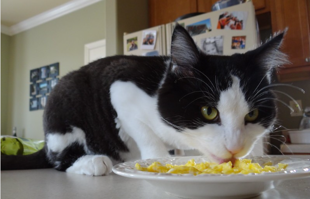 Can cats eat scrambled eggs?Discover the 5 Intriguing and Surprising Facts
