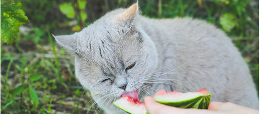 What Human Foods Can Cats Eat