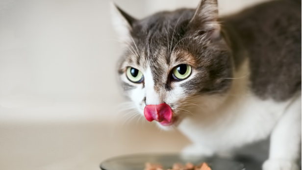 What is a cat’s favourite food?:Discover the Comprehensive Guide to 5 Top Foods