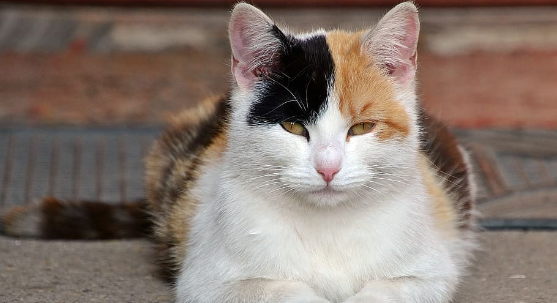 Unveiling the Unique Charm of Harlequin Cats