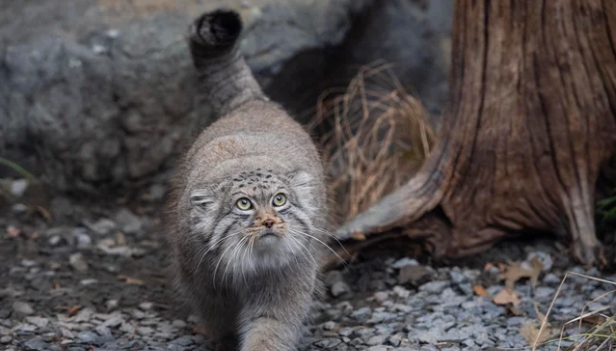 Exploring the Quirky World of Monkey Cats: From Appearance to Care and Beyond