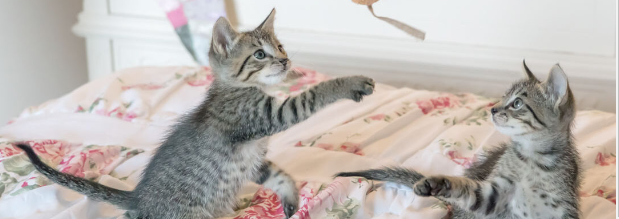 What not to do with a new kitten?: Avoiding the Surprising List of Common Mistakes