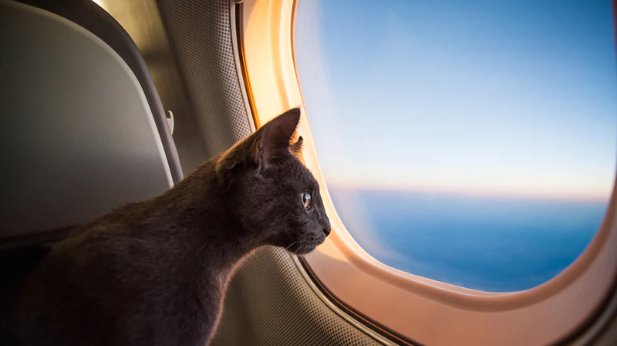 How to Travel With A Cat