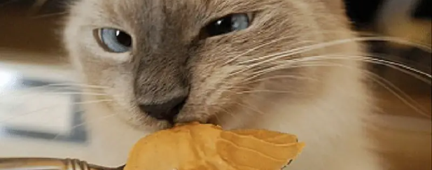 Can Cats Have Peanut Butter?Discover the 4 Surprising and Intriguing Facts