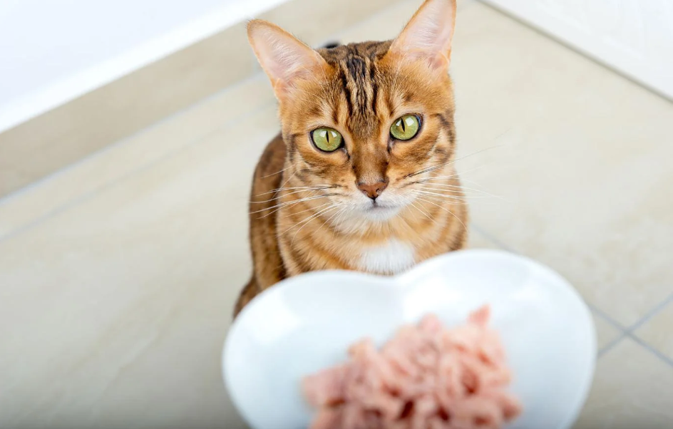 Is canned tuna OK for cats?Learn the Pros and Cons Including the Surprising Facts