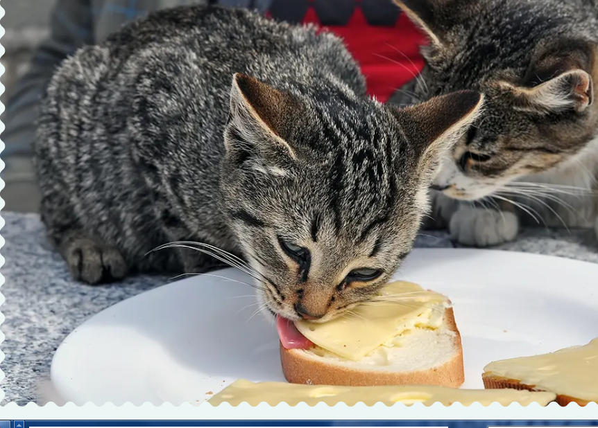 Can Cats Have Cheese