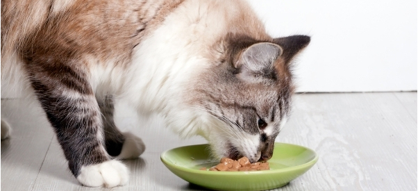 Is it ok to give wet food to my cat every day