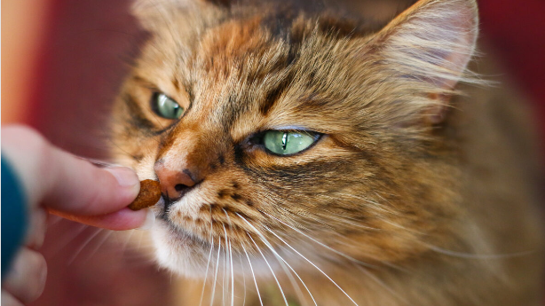 Why are cats so picky about food?:Discover the 6 Interesting Little Known Facts