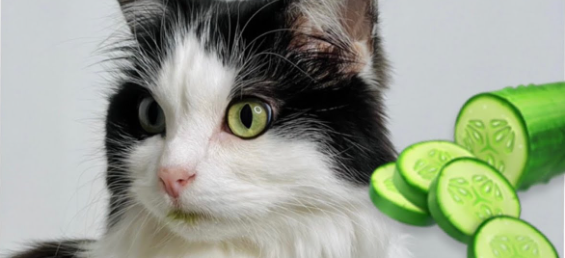 What human food do cats like the most?:Discover the 3 Critical but Interesting Facts