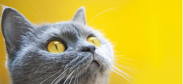 What is a Cat’s Favourite Colour?: Exploring a Cat’s Fascination with Colour