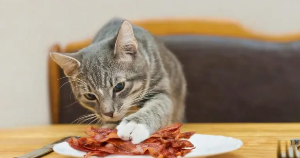 Can Cats Have Bacon